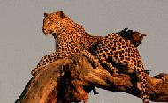 RTW0077  Leopard laying on limb